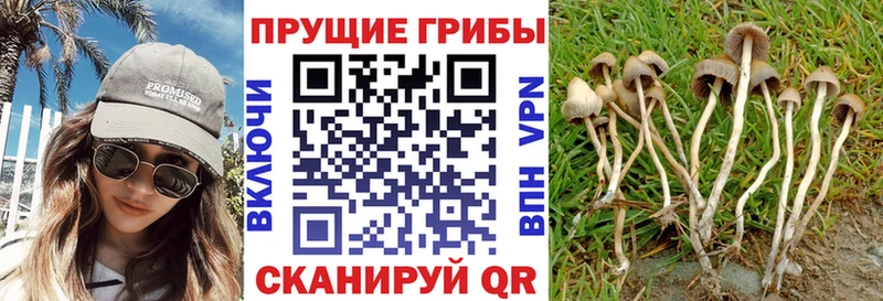 цены   Новопавловск  Псилоцибиновые грибы Psilocybe 